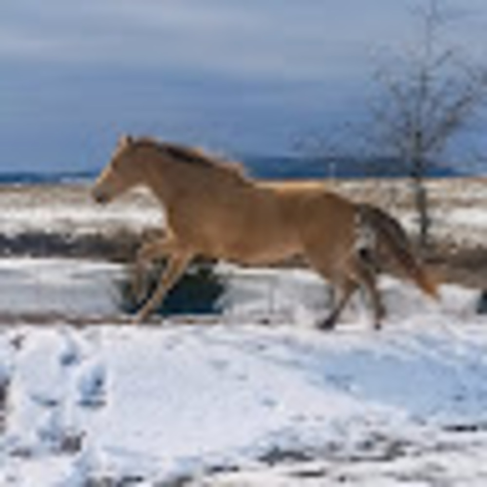 Meet your Posher, Sutter